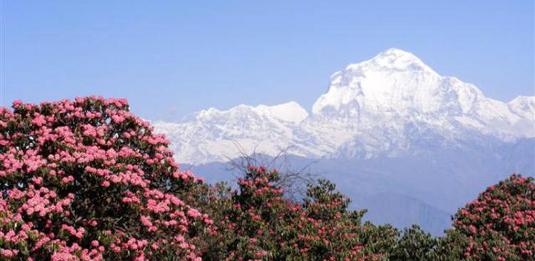 Dhaulagiri Trek