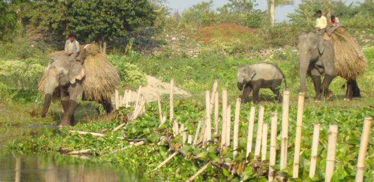 Koshi Tappu Wildlife Reserve