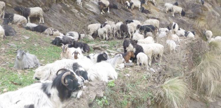 Rolwaling, Pachermo and Lukla Trekking