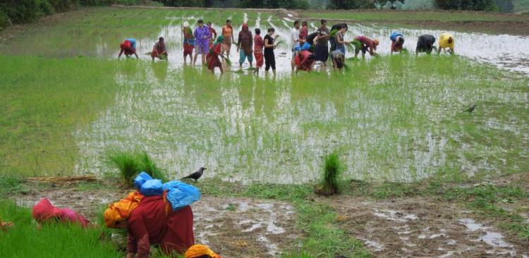 Rice plugging with Nepali Community