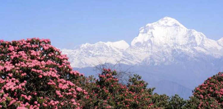 Dhaulagiri Trekking