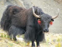 Yak