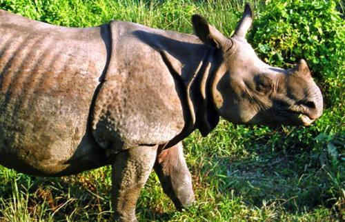 Chitwan National Park