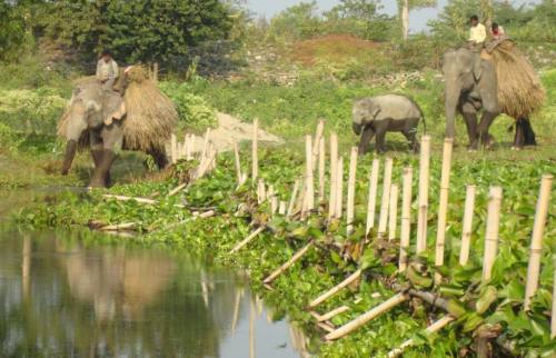 Koshi Tappu Wildlife Reserve