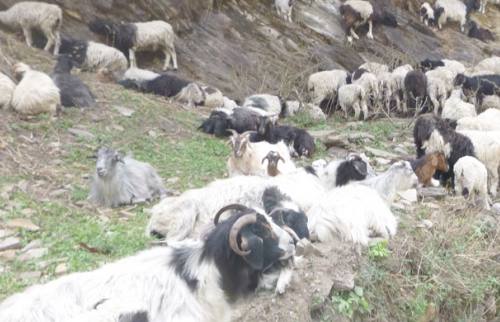 Rolwaling, Pachermo and Lukla Trekking