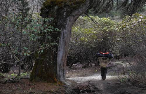 Singla Pass Trekking